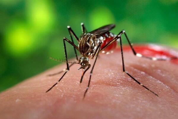 Ученые приструнили комаров
