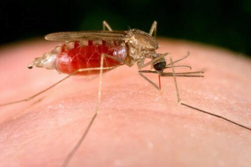 Ученые создали генетически модифицированных комаров для борьбы с малярийными