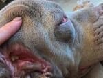 В США нашли собаку-мутанта со вторым ртом в ухе