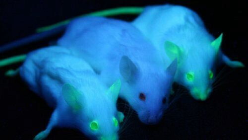 Генная терапия вернула зрение слепым мышам