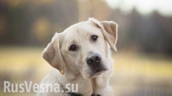 Пёс ценой своей жизни спас семью от вооружённого убийцы (ФОТО)
