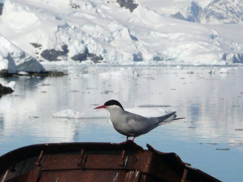 Ученые изучают самую длинную миграцию арктических птиц