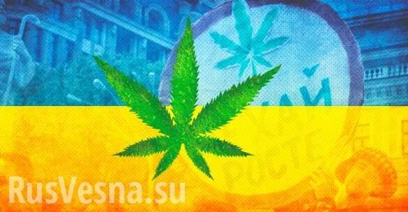 В Раде разработают закон о легализации марихуаны