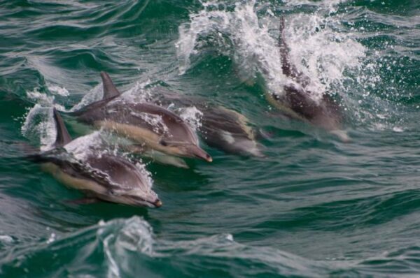 Дельфинам грозит полнейшее вымирание, предупреждают ученые