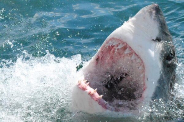 Фотограф смог заглянуть в пасть огромной белой акулы и остался жив