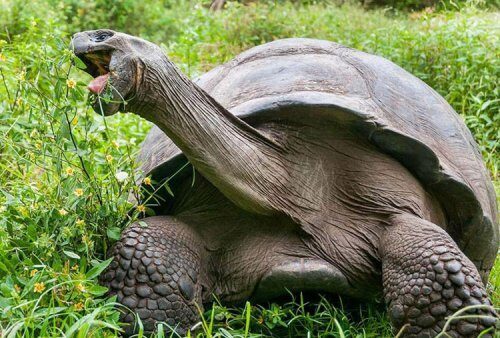 Гигантские черепахи мигрируют непредсказуемо в условиях изменения климата