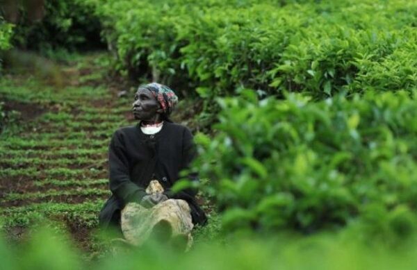 Крупнейший в мире экспортер чая потерял половину урожая