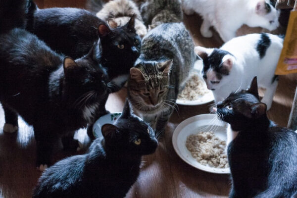 Московские пенсионеры поселили в своей квартире более 60 котов и кошек
