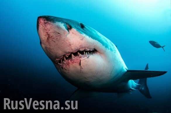 Огромная белая акула погибла, пытаясь съесть черепаху (ФОТО)