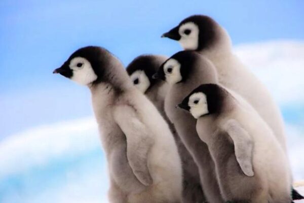 Тысячи птенцов императорского пингвина в Антарктиде уничтожены за одну ночь