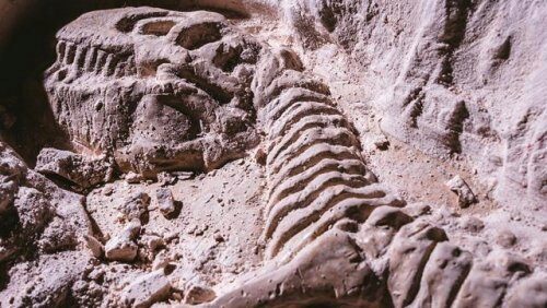 Ученые раскопали окаменелости динозавров возрастом 220 миллионов лет