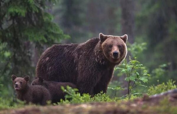 Зарубежные СМИ определили пять самых опасных животных России