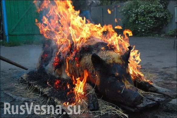 На Украине будет уничтожена тысяча свиней