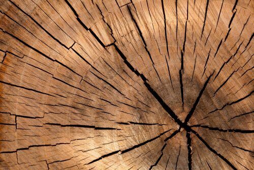 «Сваренная древесина» оказалась прочнее титана и может отражать свет