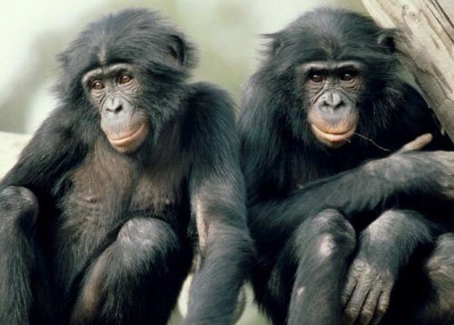 В обществе бонобо оказалось выгодно быть маменькиным сынком