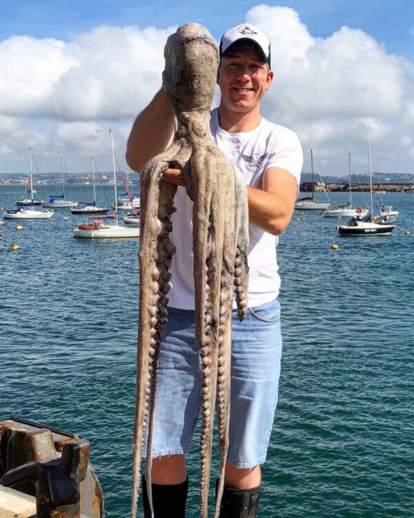 В Великобритании рыбак поймал осьминога-монстра