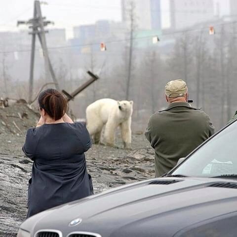 Белый медведь вышел на улицы российского города