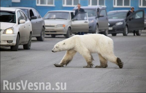По улицам Норильска бродит дикий белый медведь (ФОТО, ВИДЕО)