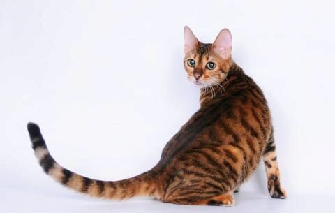 Тойгер — экзотическая порода кошек: домашний тигр в миниатюре, фото и видео