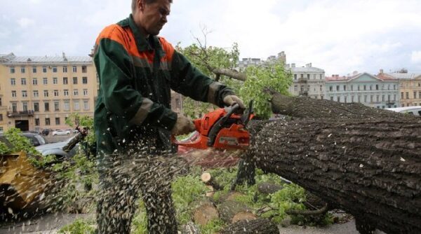 В Петербурге вновь идет варварское уничтожение деревьев