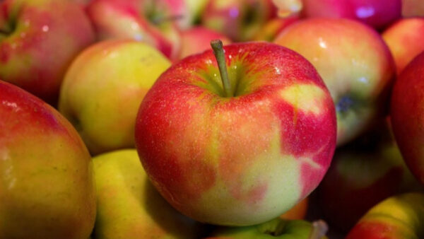 Цены на яблоки сравнили в липецких магазинах