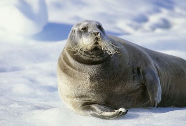 В национальном парке «Самурский» будут спасать каспийского тюленя