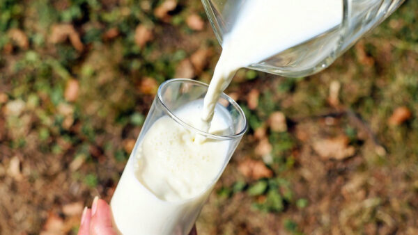 Чиновники ответили на предложение бесплатно поить молоком школьников