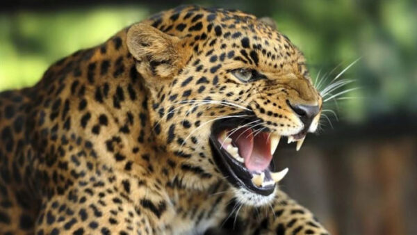 В Индии леопард утащил ребенка с улицы на поле и там его растерзал