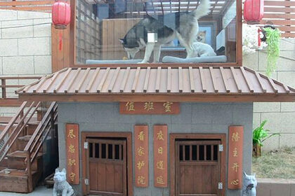 Житель Китая построил для трех собак особняк со SPA-салоном
