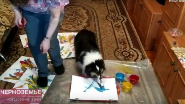 Собака во время самоизоляции рисует коронавирус