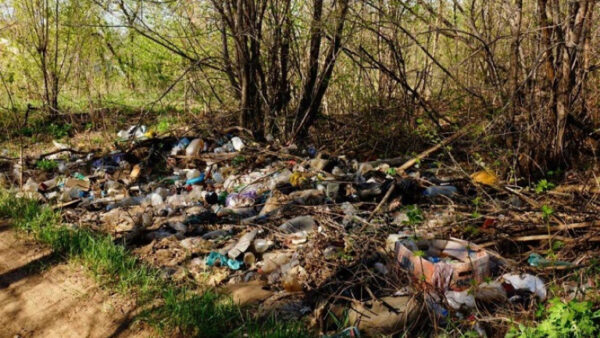 Липецких чиновников заставили вывезти мусор из леса