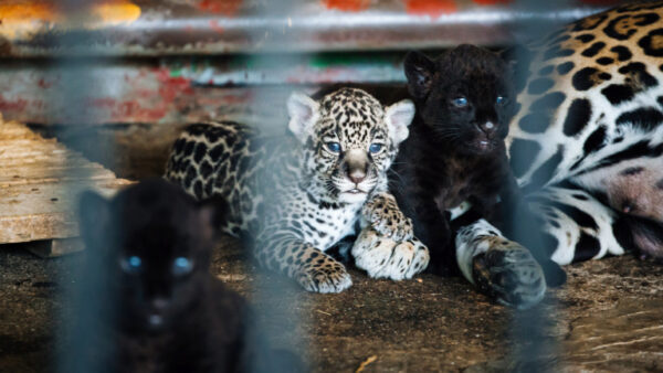 Очаровательное пополнение в Липецком зоопарке: три котенка ягуара