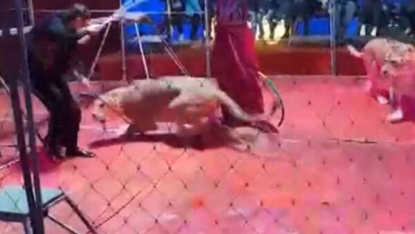 В Новосибирской области в цирке на дрессировщика напали львицы