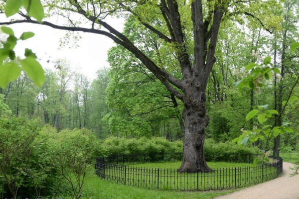 Растущий в усадьбе под Орлом «Дуб Тургенева» признали «Российским деревом года»