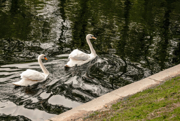 В Летний сад Петербурга вернулись лебеди Елисей и Любава
