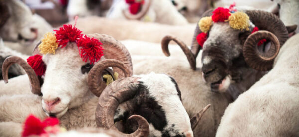 Жертвенное мясо на Курбан-байрам получат более 2 тысяч семей в Ингушетии
