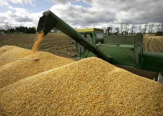 Аграрии намолотили 12,5 млн тонн кукурузы — данные на 27 октября