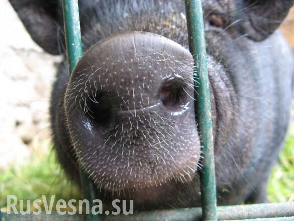 Белоруссия сказала «нет» украинским свиньям