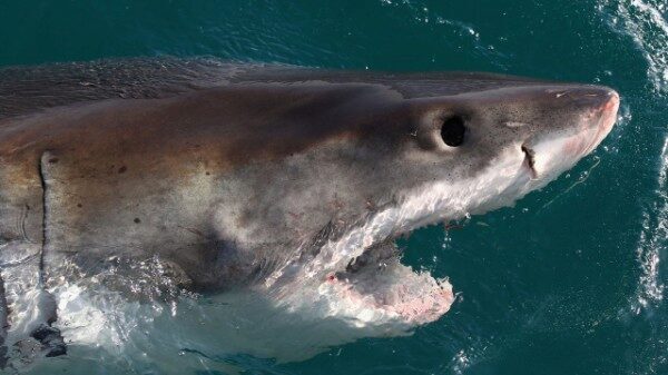 Бесстрашная австралийка поймала акулу голыми руками