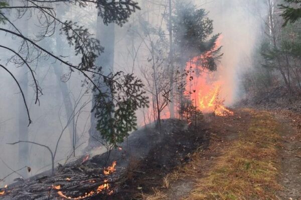 Более 130 гектаров леса потушили за сутки в Приморье