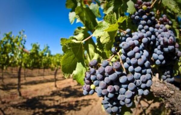 Через пять лет площадь виноградников в России увеличится в два раза