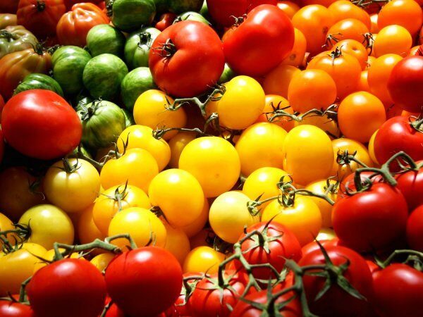 Дворкович: Турции предложат проставить 50 тысяч тонн томатов
