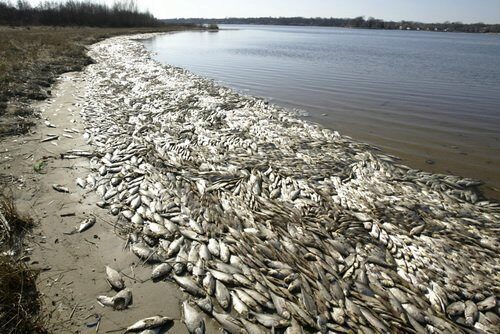 Экология Ямала: гибнет рыба и даже люди. Во всем виноват губернатор Д. Кобылкин?