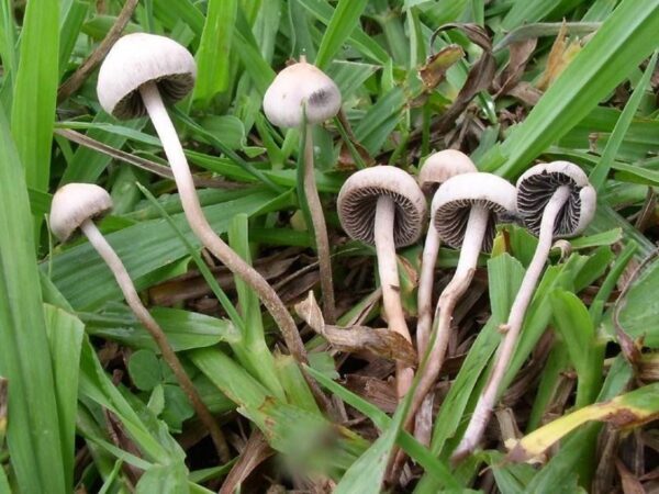 Галюциногенные грибы помогут вылечить депрессию, - ученые