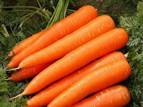 Из Саратовской области запретили вывозить 20 тонн моркови