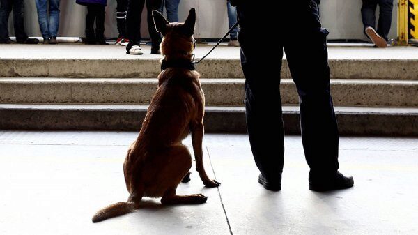 Из-за потери интереса к профессии из ЦРУ уволили собаку Лулу
