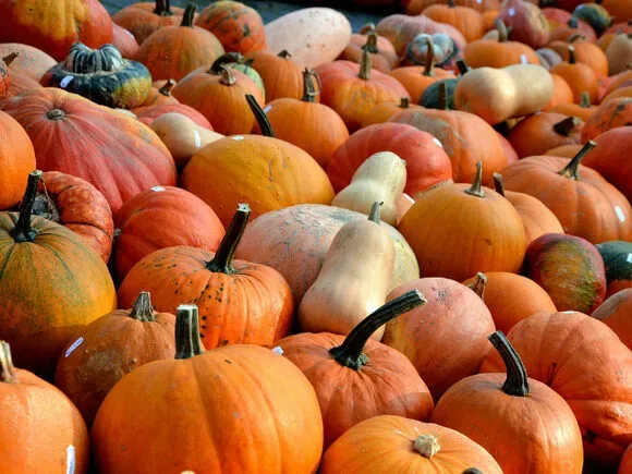 Композициям фестиваля «Золотая осень» отыскали применение — На корм звериным