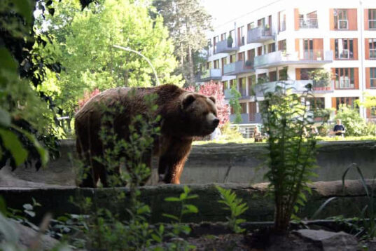 Медведь совершил разбойное нападение на сибиряка в центре города