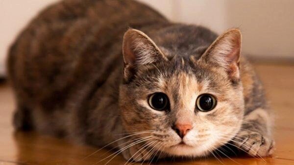 Мурлыканье кошек продлевает жизнь людям – Исследование