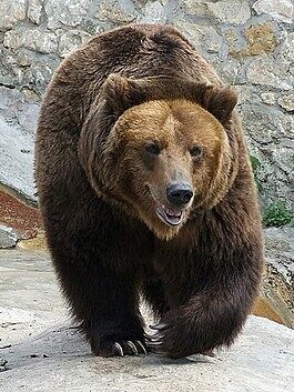 На Камчатке бурый медведь пришел прямо на рынок